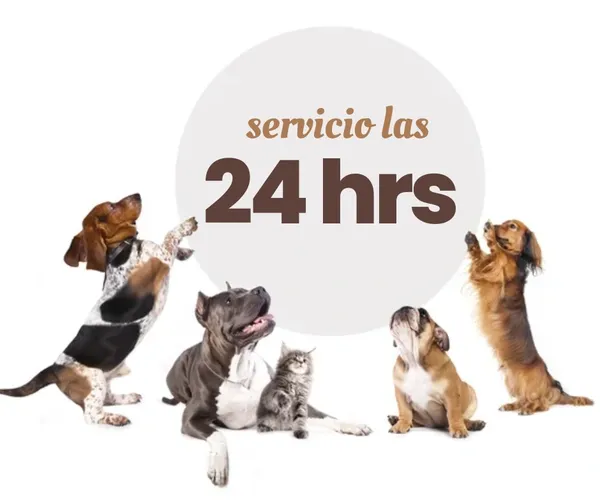 En  Cremación de Mascotas Costa Rica, entendemos que la pérdida no tiene horarios. 