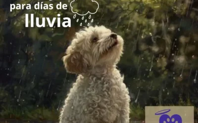 Consejos para cuidar tus mascotas en días de lluvia