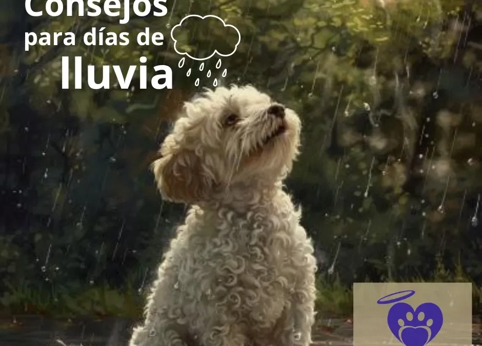 Consejos para cuidar tus mascotas en días de lluvia