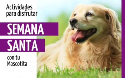 Actividades para Disfrutar con tus Mascotas Durante Semana Santa