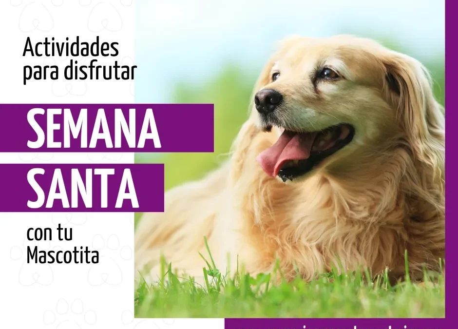 Actividades para Disfrutar con tus Mascotas Durante Semana Santa