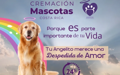 ¿Cómo Elegir la Mejor Empresa de Cremación de Mascotas? 