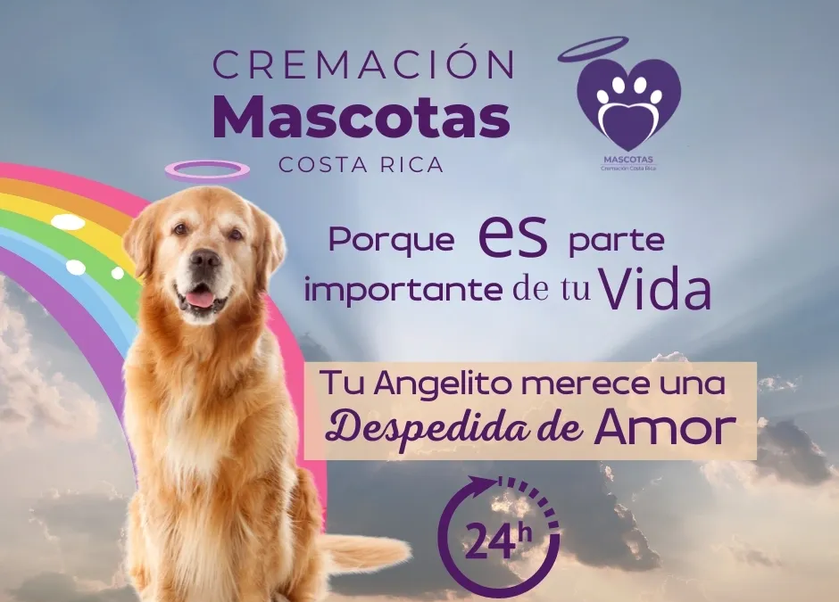 ¿Cómo Elegir la Mejor Empresa de Cremación de Mascotas? 